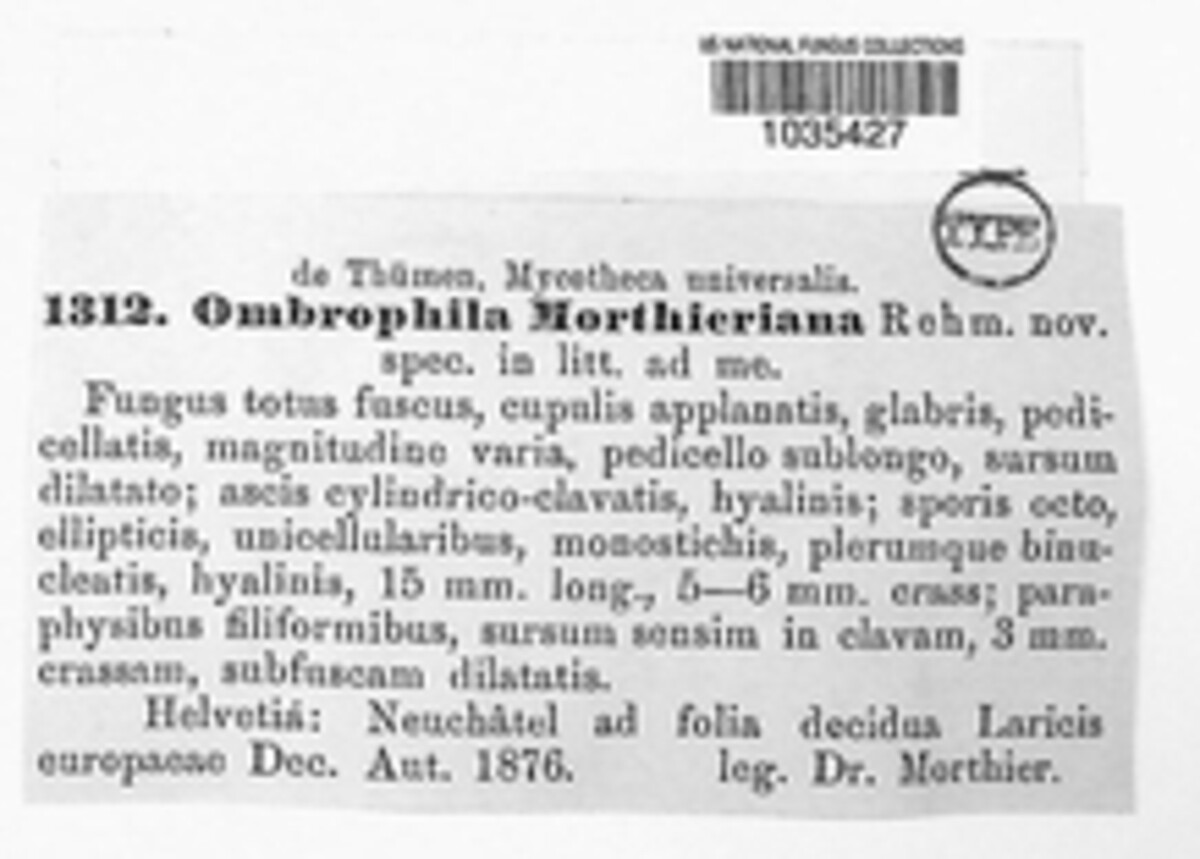 Ombrophila morthieriana image